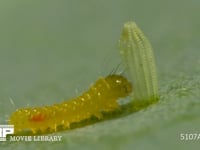 モンシロチョウ　ふ化 卵の殻を食べる幼虫　５倍速