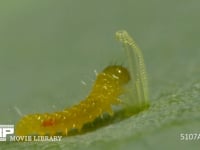 モンシロチョウ　ふ化 卵の殻を食べる幼虫　５倍速