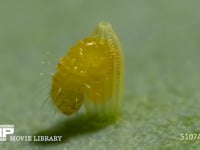 モンシロチョウ　ふ化 卵から抜け出る幼虫　５倍速