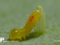モンシロチョウ　ふ化 卵から抜け出て、卵の殻を食べ始める幼虫　５倍速