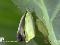 モンシロチョウ　羽化4 翅がほぼ伸びた成虫