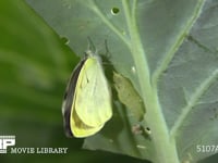 モンシロチョウ　羽化C 出てきた成虫の翅を伸ばす　２倍速