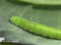 モンシロチョウ　５齢幼虫 あおむし　休む