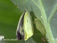 モンシロチョウ　羽化B 出てきた成虫の翅を伸ばす　２倍速