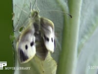 モンシロチョウ　羽化A 蛹の殻が割れ成虫が出てくる　２倍速