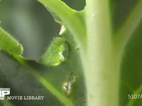 モンシロチョウ　５齢幼虫 アオムシ　キャベツを食う