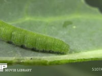 モンシロチョウ　５齢幼虫 あおむし　休む