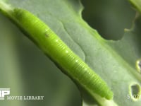 モンシロチョウ　５齢幼虫 アオムシ　からだ