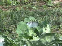 モンシロチョウ　♀ キャベツに産卵してまわる