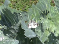 モンシロチョウ　♀ キャベツ葉上で休んだのち産卵してまわる