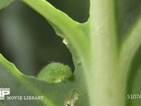 モンシロチョウ　５齢幼虫 アオムシ　キャベツを食う