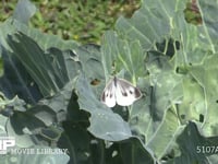 モンシロチョウ　♀ キャベツ葉上で休む♀