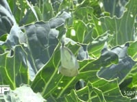 モンシロチョウ キャベツ葉上で交尾する♂♀と♂のアップ
