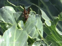 コアシナガバチ キャベツ上でアオムシ（モンシロチョウ幼虫）を捕らえ、肉団子をつくる
