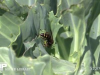 コアシナガバチ キャベツ上でアオムシ（モンシロチョウ幼虫）を捕らえ、肉団子をつくる
