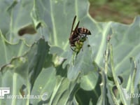 コアシナガバチ キャベツ上でアオムシ（モンシロチョウ幼虫）を捕らえ、肉団子をつくる