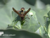 コアシナガバチ キャベツ上でアオムシ（モンシロチョウ幼虫）を捕らえ、肉団子をつくったのち巣に持ち帰る