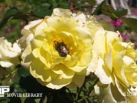 バラの花粉を食べるシロテンハナムグリ 