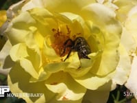 バラの花粉を食べるシロテンハナムグリ 