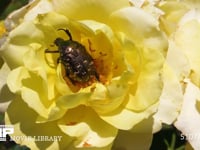 バラの花粉を食べるシロテンハナムグリ 