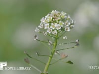 ナズナの花 