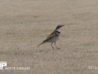 ツグミ　虫を探す 