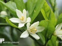 ウンシュウミカンの花 温州みかん