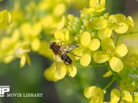 アシブトハナアブ　アブラナで吸蜜 菜の花