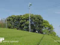 防霜ファン 新芽の茶畑、牧之原