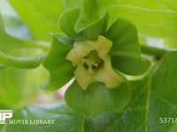 カキ雌花 果物