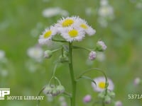 ハルジオンの花 