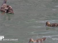 カルガモの親子と鯉 カモ、初夏