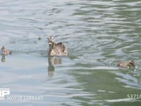 カルガモ親子 カモ、初夏