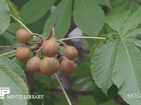 トチノキの実 栃ノ木