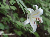 ヤマユリの花 