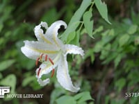 ヤマユリの花 