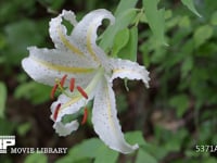 ヤマユリの花 