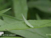 オンブバッタ幼虫 バッタ