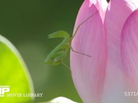 ハラビロカマキリ幼虫 蓮の花で虫を待つ