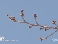 ソメイヨシノ定点⑨-2　3月14日 花芽が膨らむ