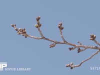 ソメイヨシノ定点⑨-2　3月14日 花芽が膨らむ