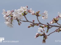 ソメイヨシノ定点⑨-5　3月26日 3分咲き