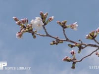 ソメイヨシノ定点⑨-4　3月24日 花が咲き始める