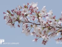 ソメイヨシノ定点⑨-8　4月2日 花が散り始める