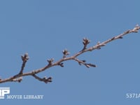 ソメイヨシノ冬芽 サクラ