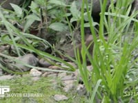 カルガモのヒナ　羽繕い カモ、初夏