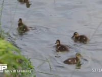 カルガモのヒナ カモ、初夏