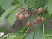 トチノキの実 栃ノ木