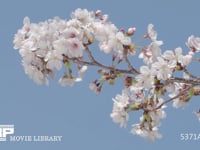 ソメイヨシノ定点⑨-6　3月28日 7分咲き