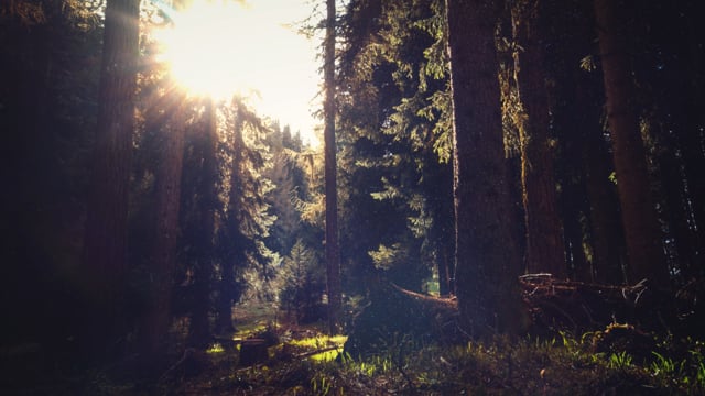woods forest